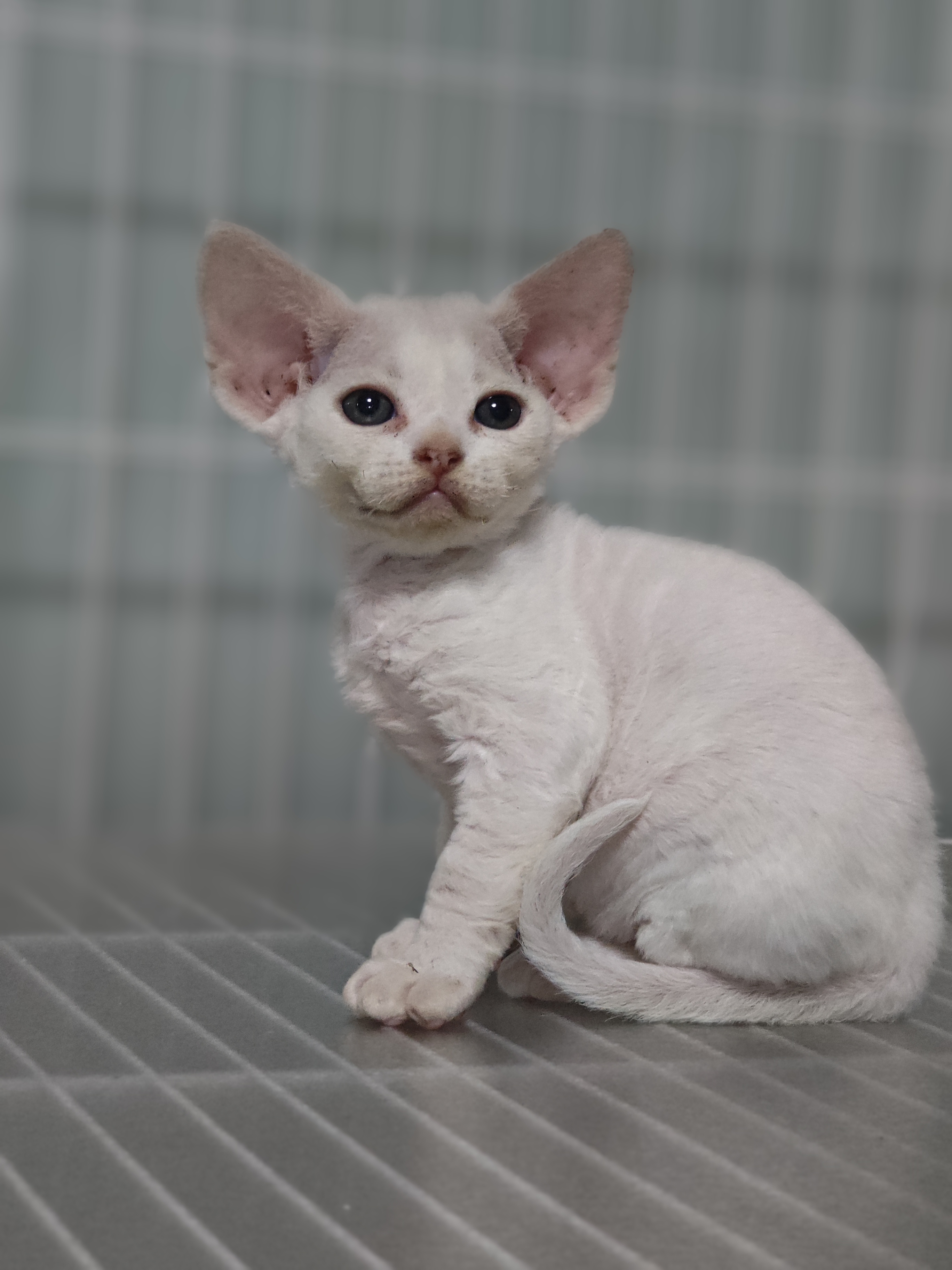 德文卷毛猫 两个月，随时去新家，500起